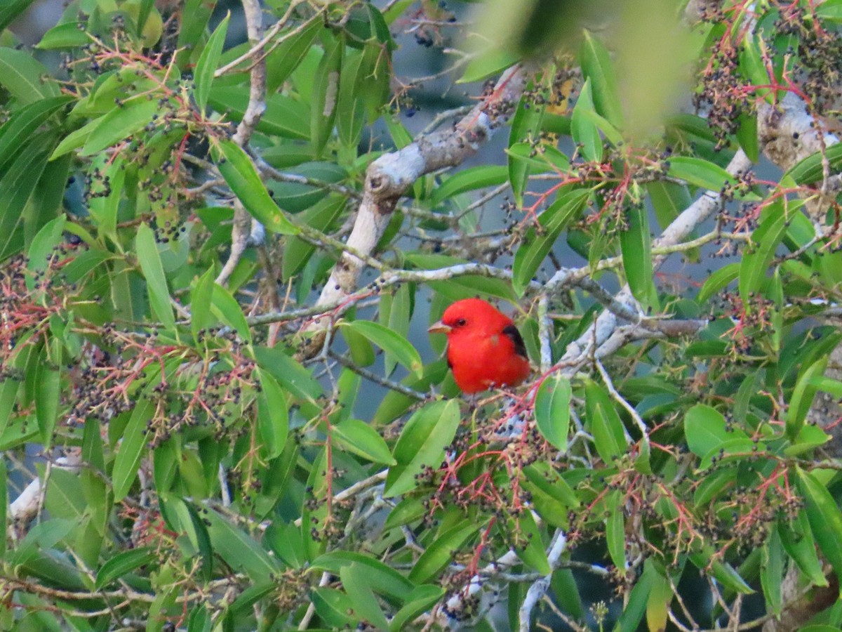 Scarlet Tanager - ML617812882