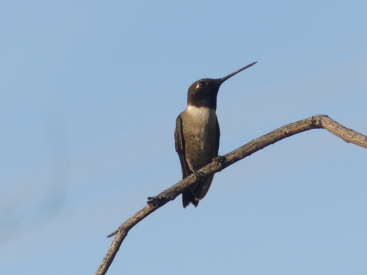 Black-chinned Hummingbird - ML617812896