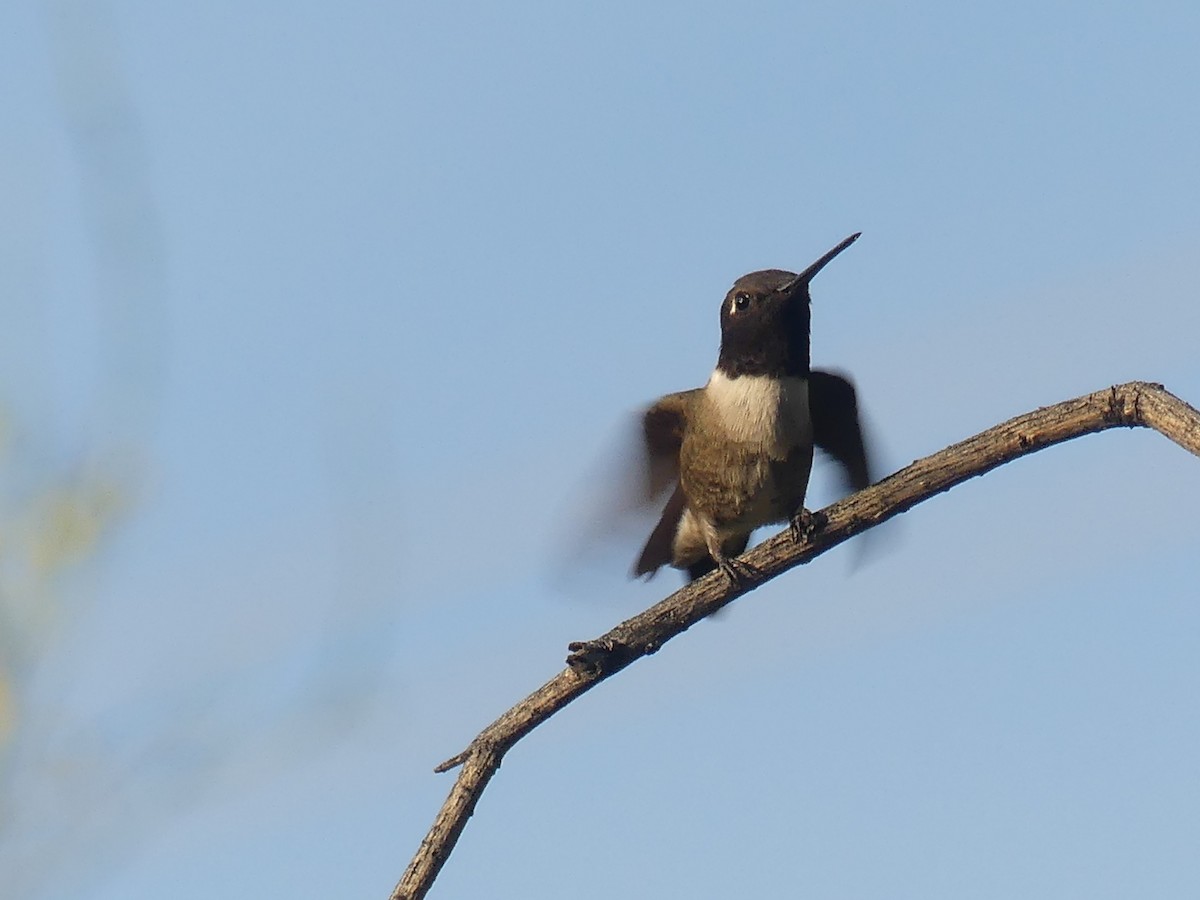 Black-chinned Hummingbird - ML617812897