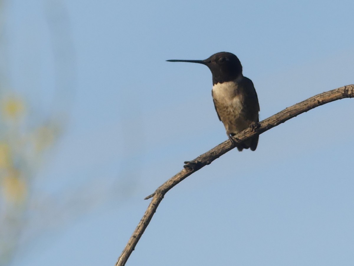 Black-chinned Hummingbird - ML617812898