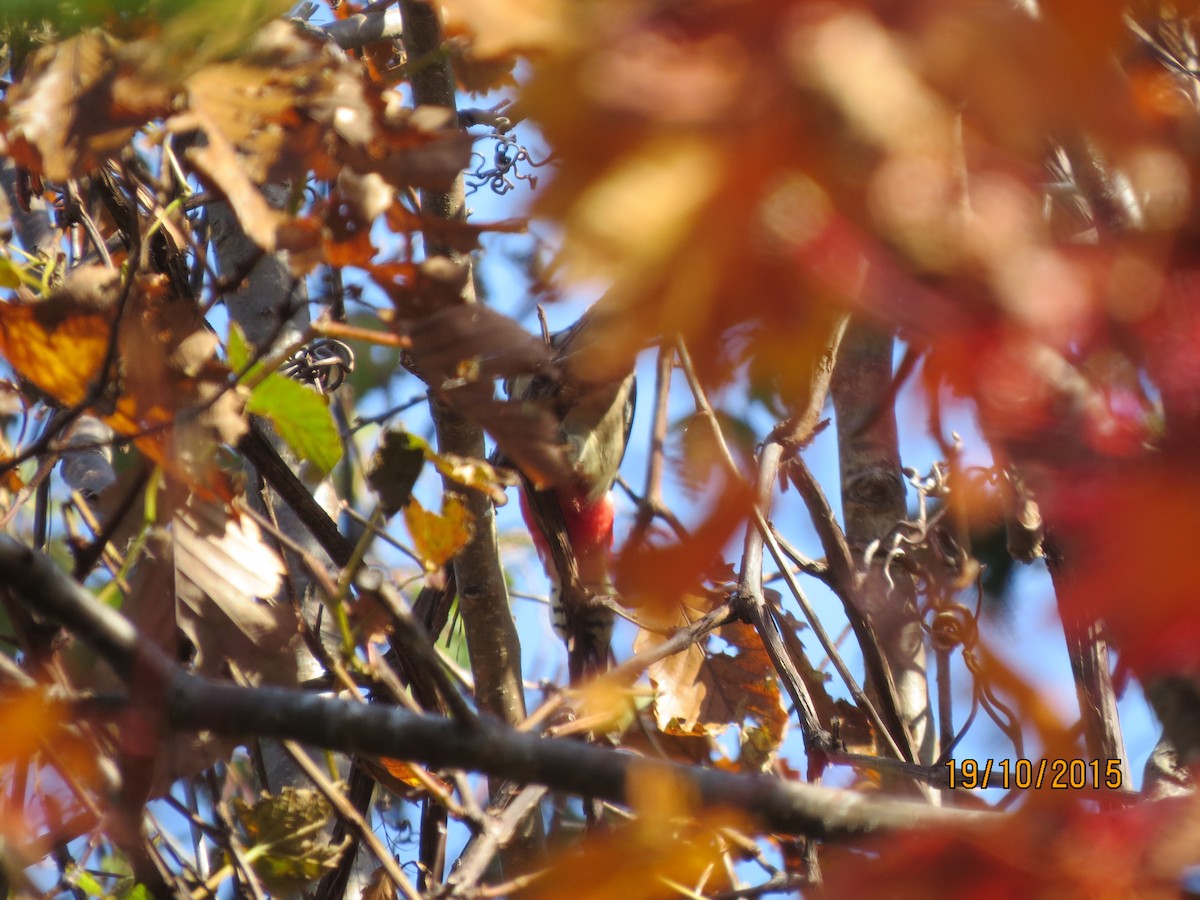 Great Spotted Woodpecker - ML617812918