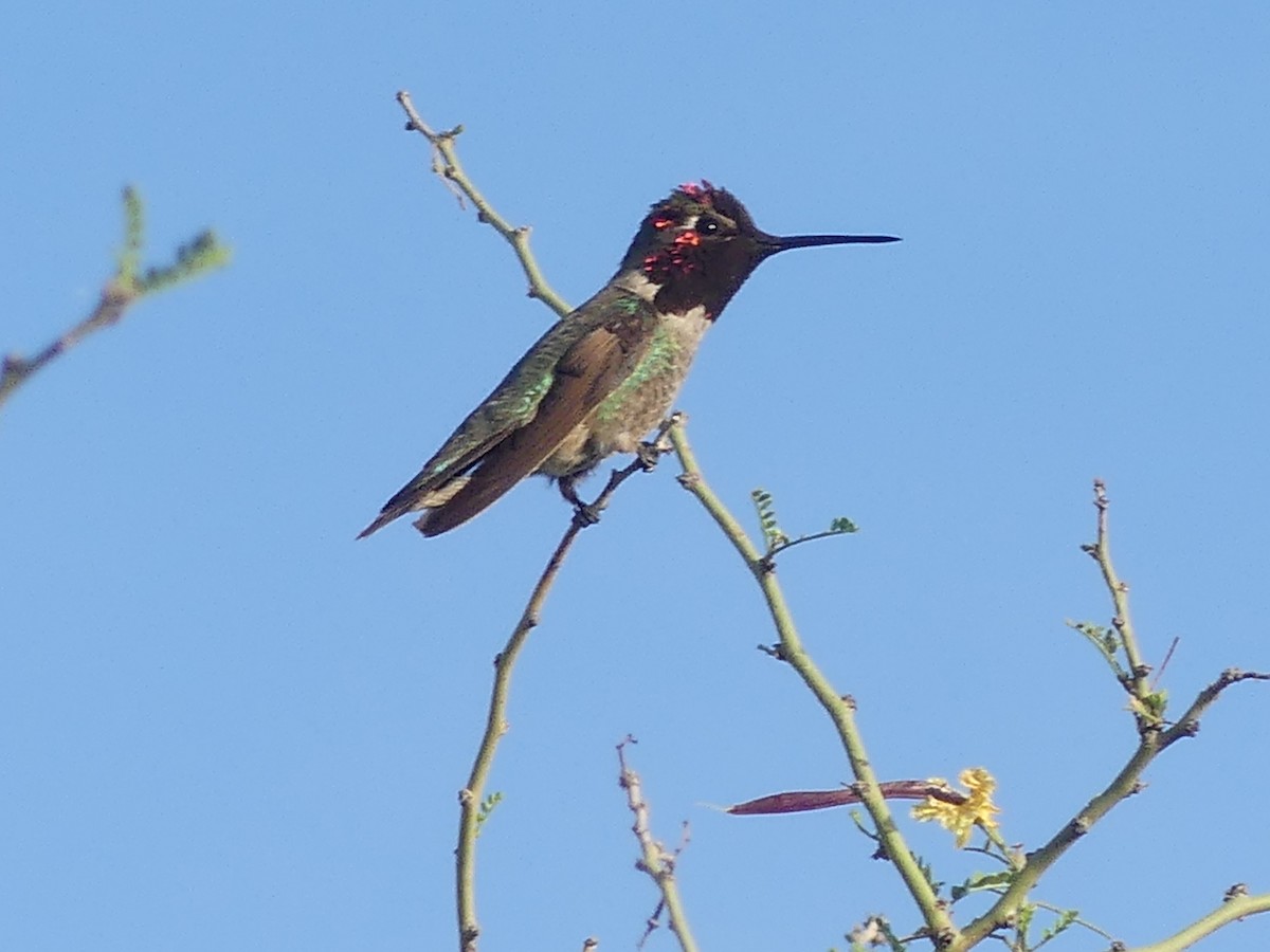 Anna's Hummingbird - ML617812921