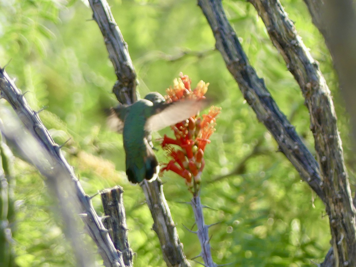 hummingbird sp. - ML617812928