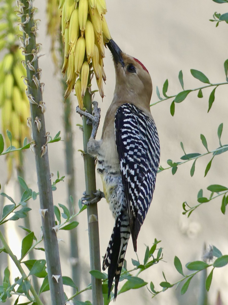 Gila Woodpecker - ML617812944