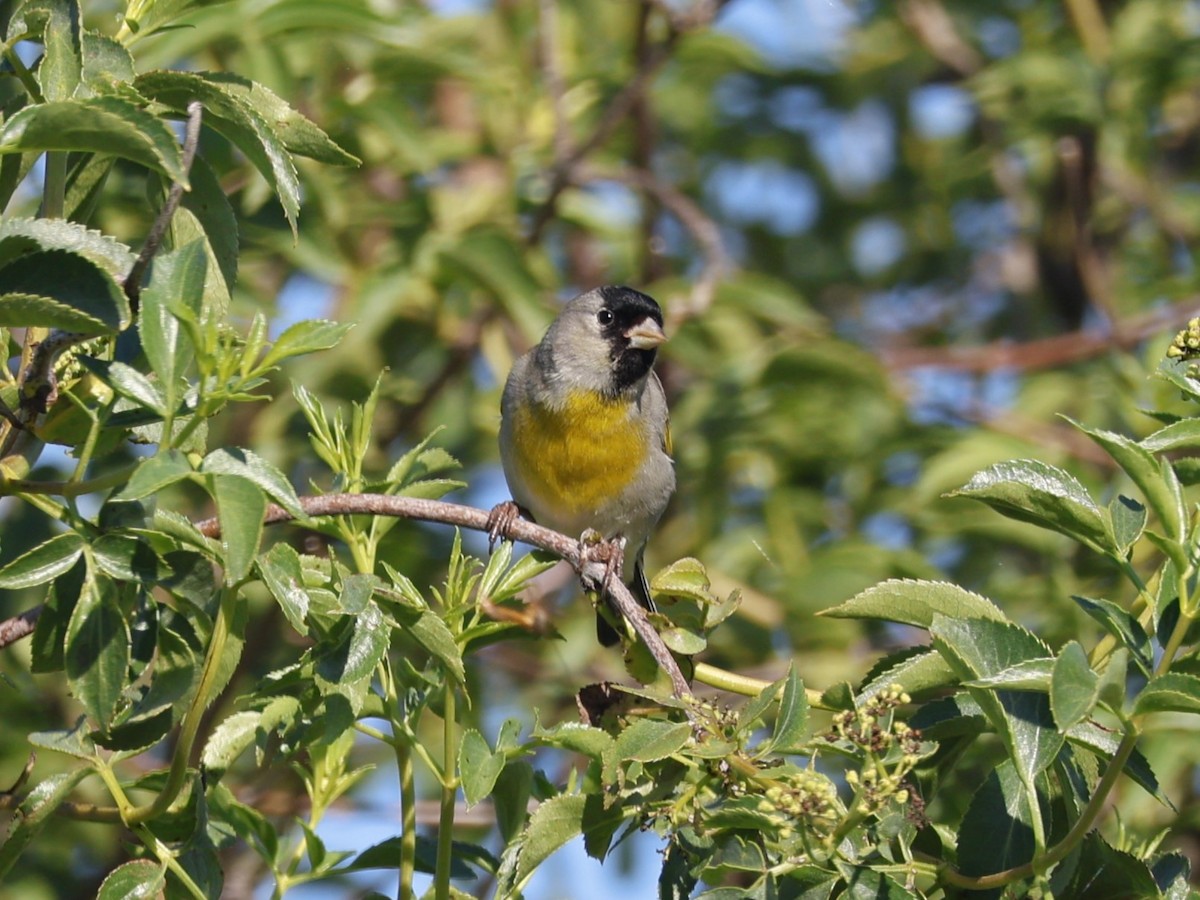 Lawrence's Goldfinch - ML617812991