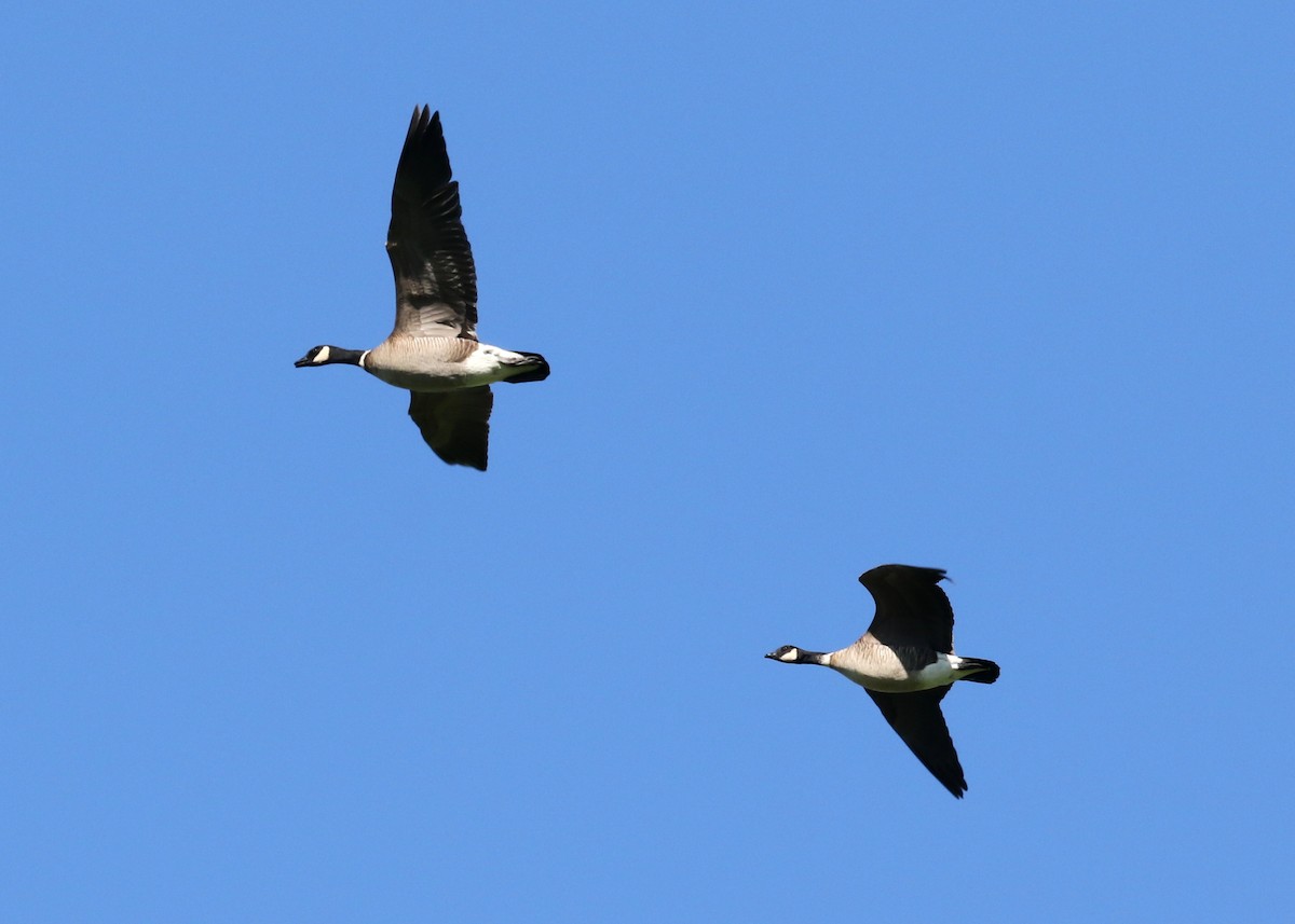 Cackling Goose (Aleutian) - ML617813006