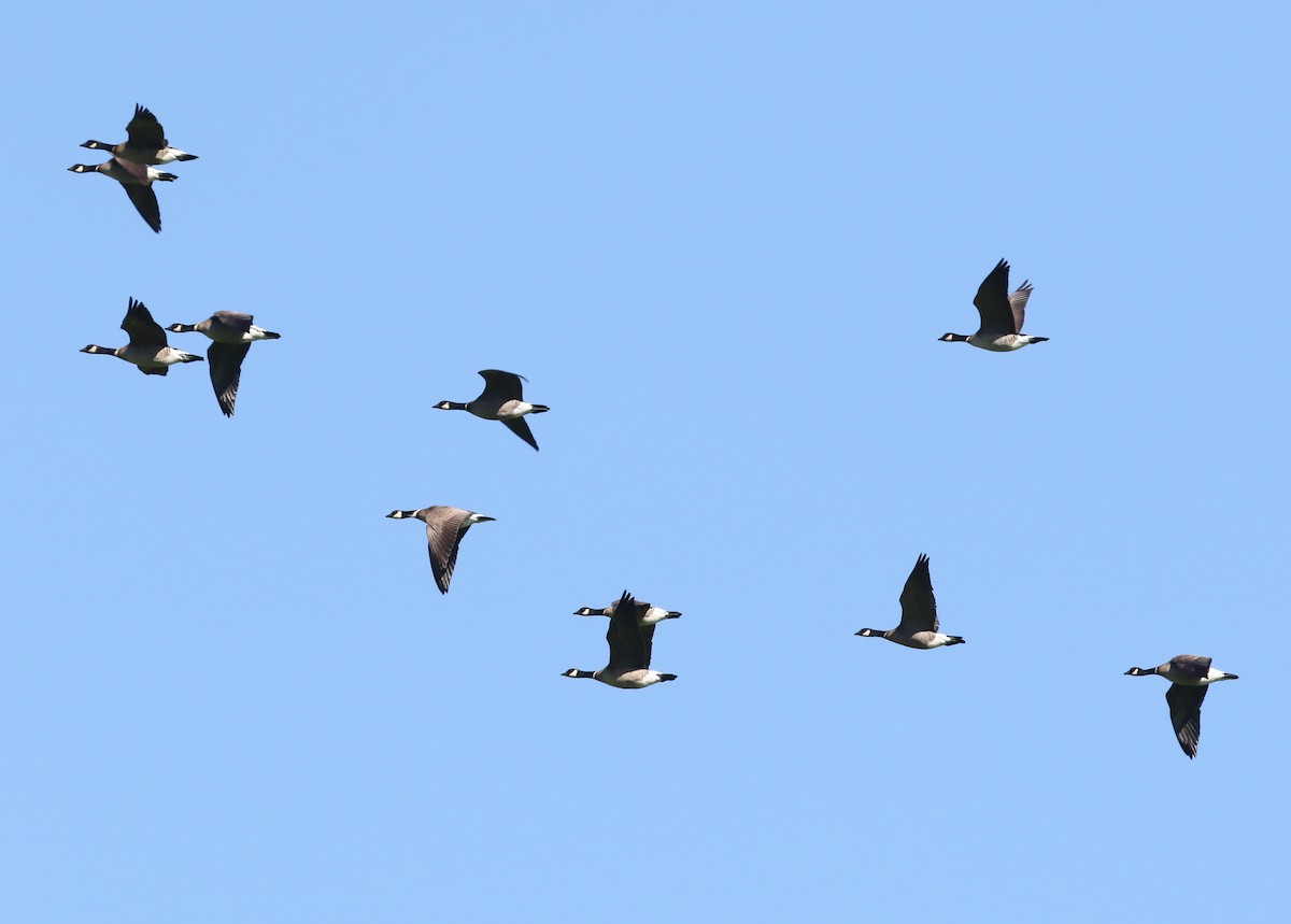 Cackling Goose (Aleutian) - ML617813008