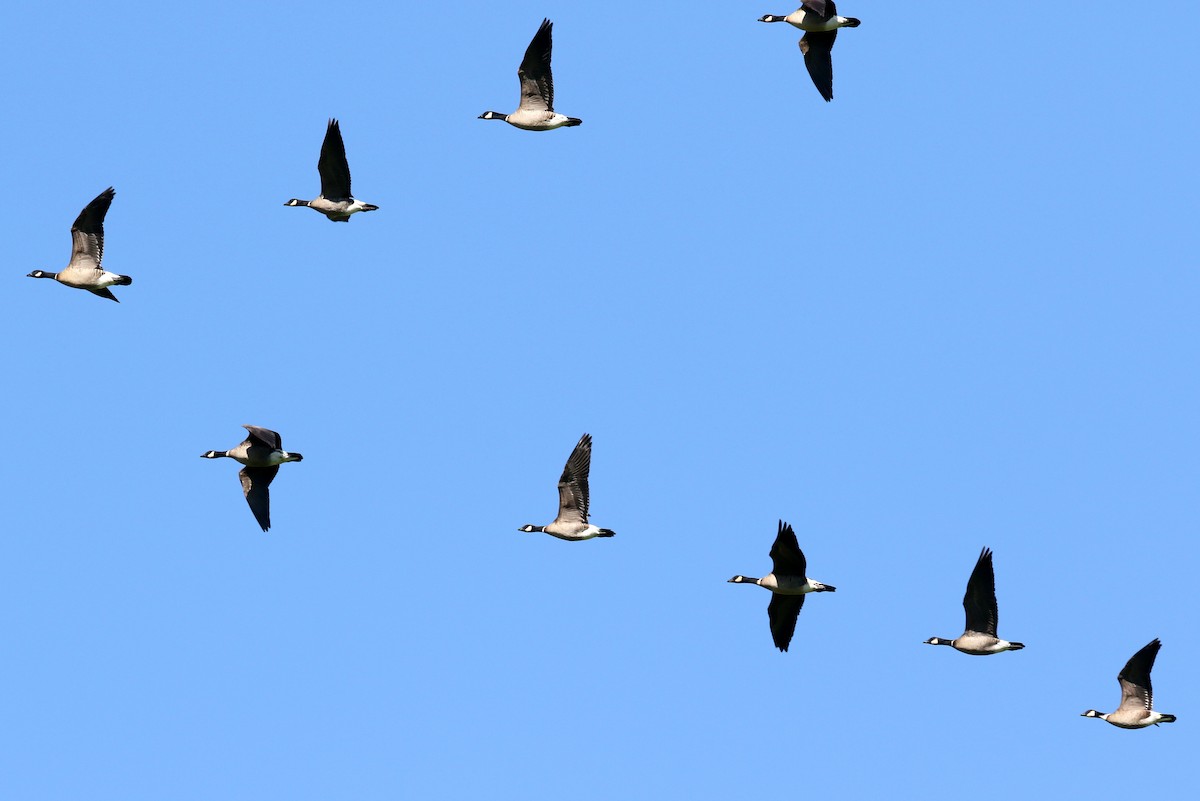 Cackling Goose (Aleutian) - ML617813010