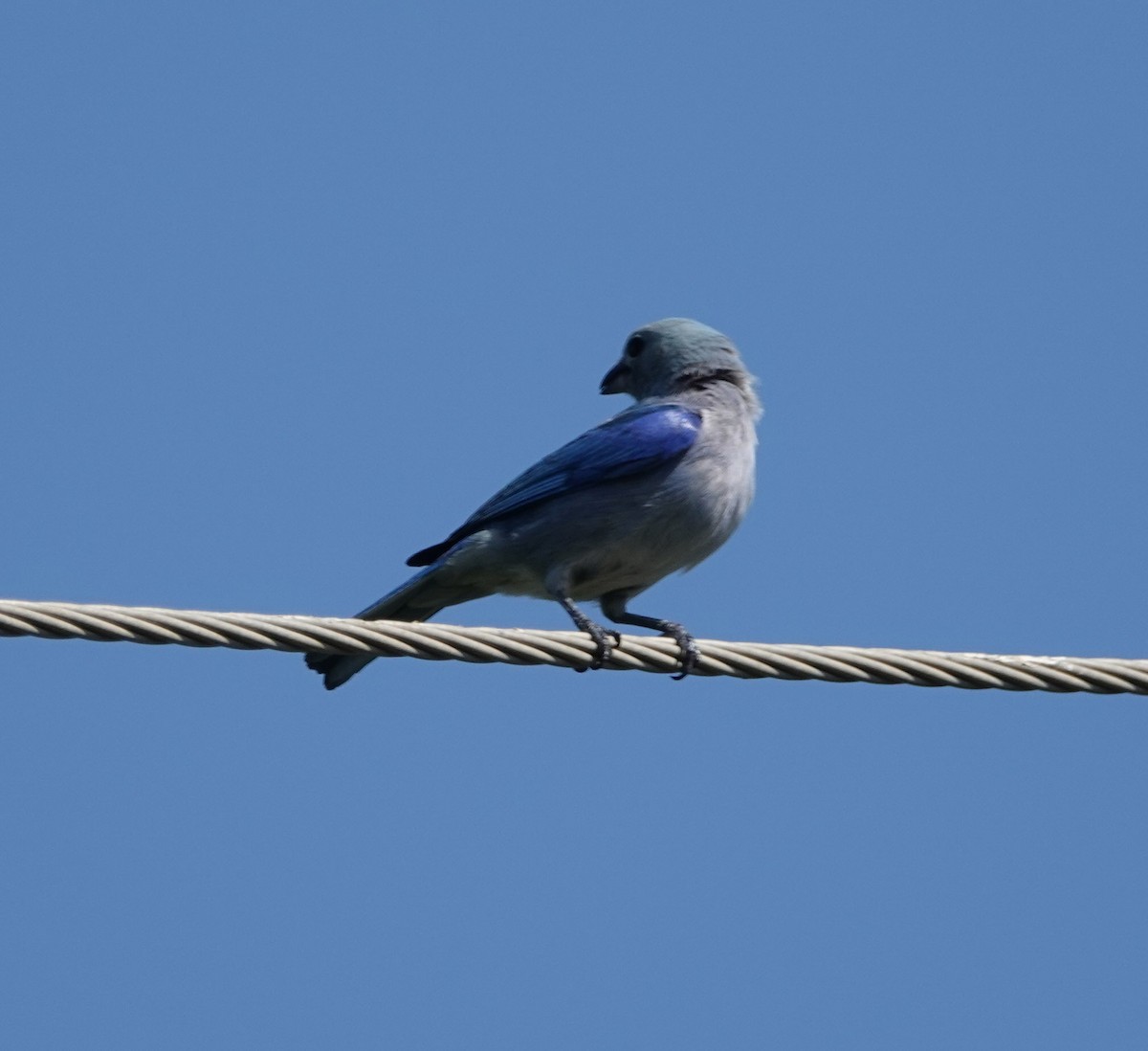 Blue-gray Tanager - ML617813022