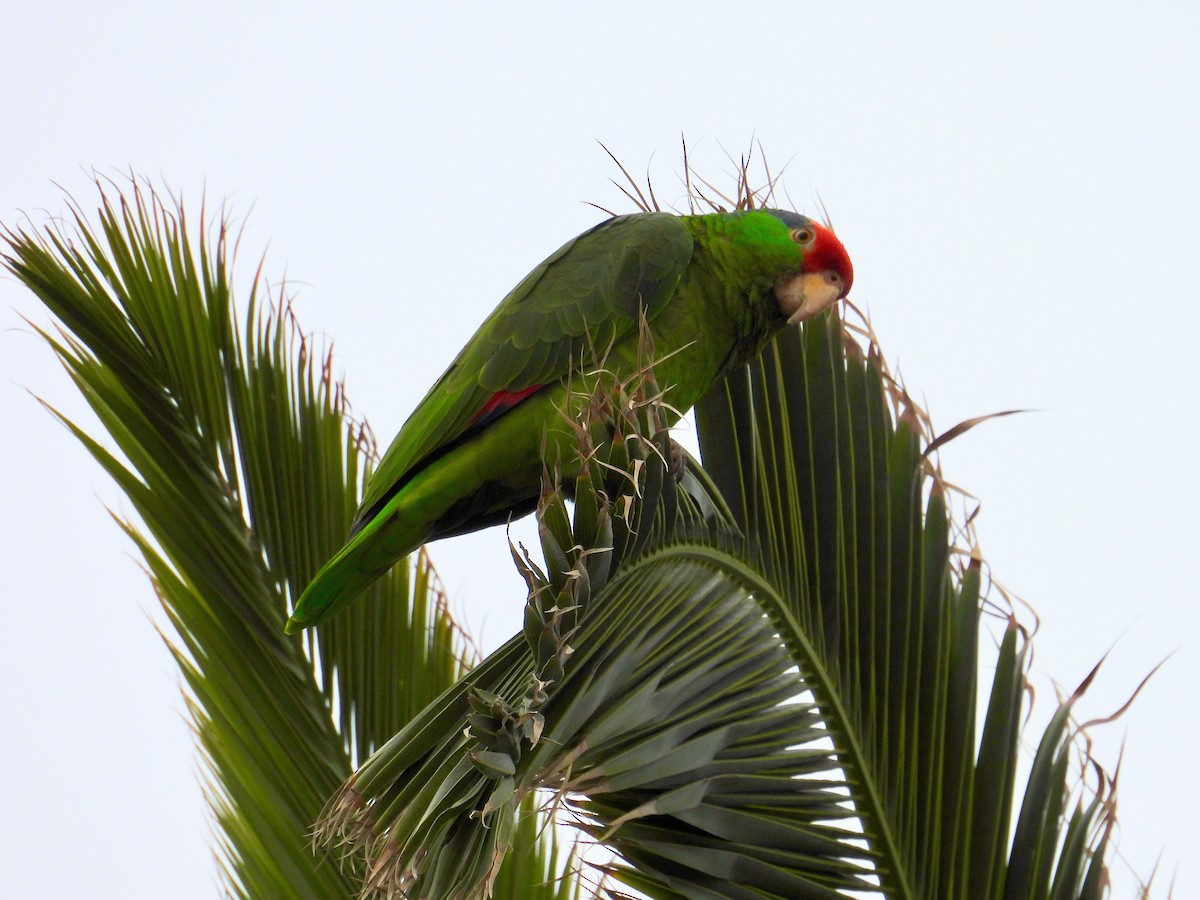 Red-crowned Parrot - ML617813030