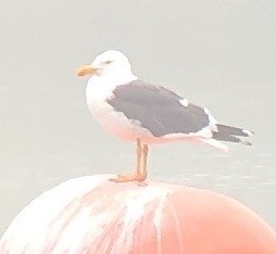 Yellow-footed Gull - ML617813066