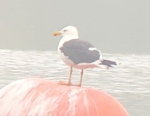 Yellow-footed Gull - ML617813068