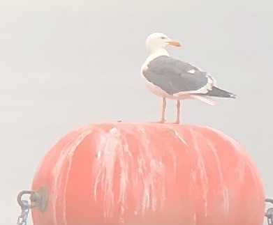 Yellow-footed Gull - ML617813069