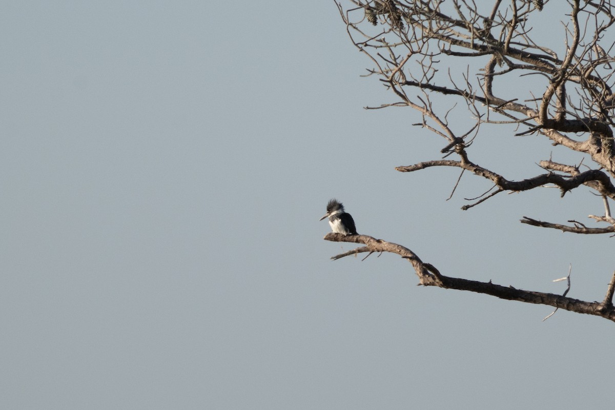 Belted Kingfisher - ML617813106
