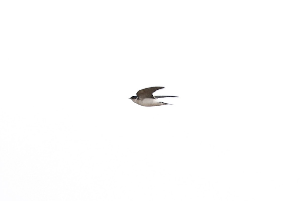 Chilean Swallow - ML617813139