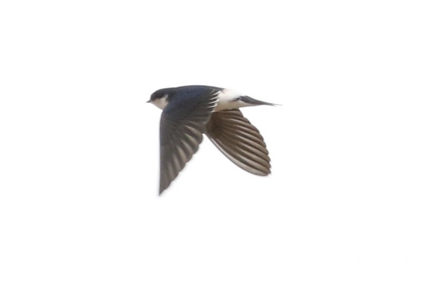 Chilean Swallow - ML617813140