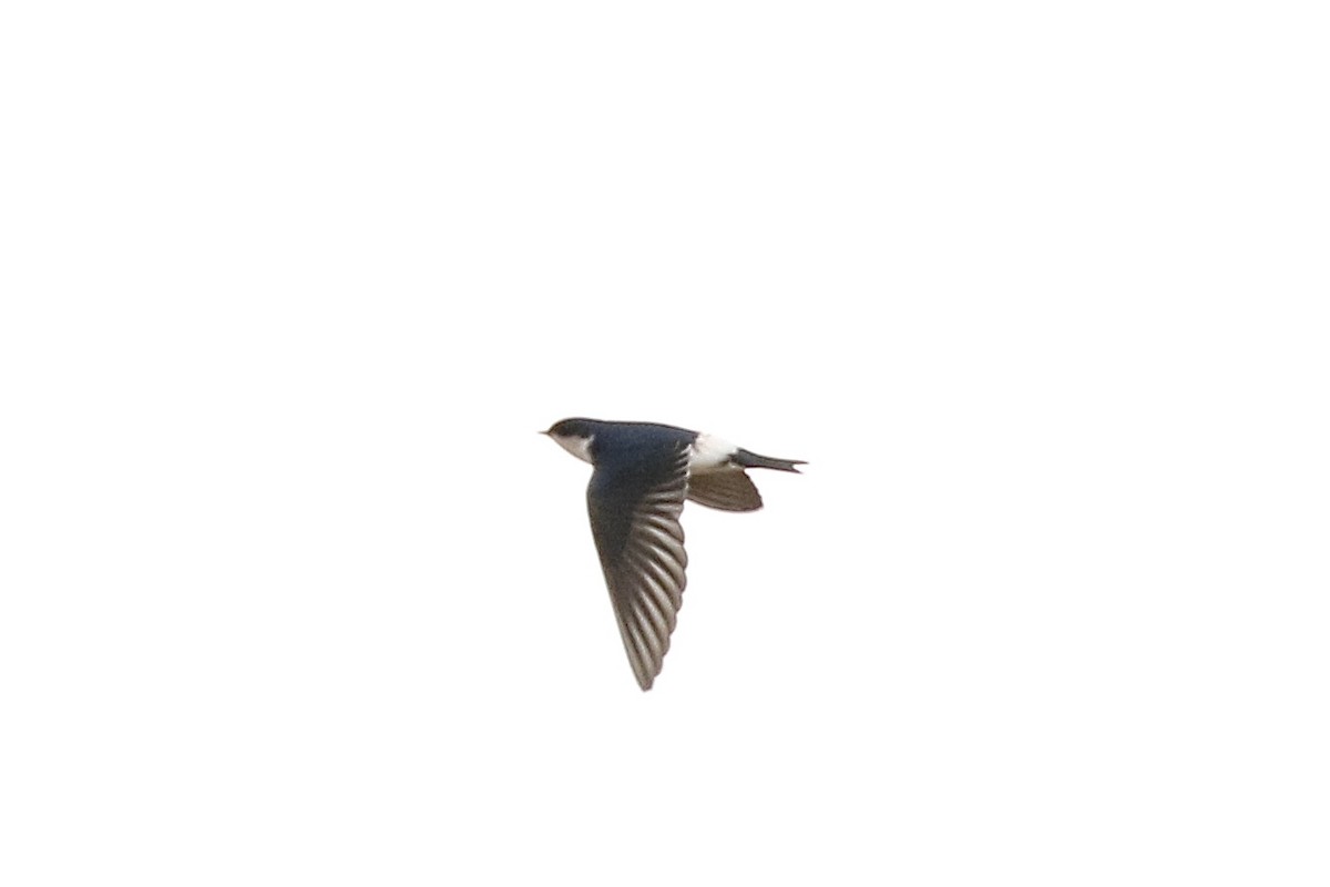 Chilean Swallow - ML617813141