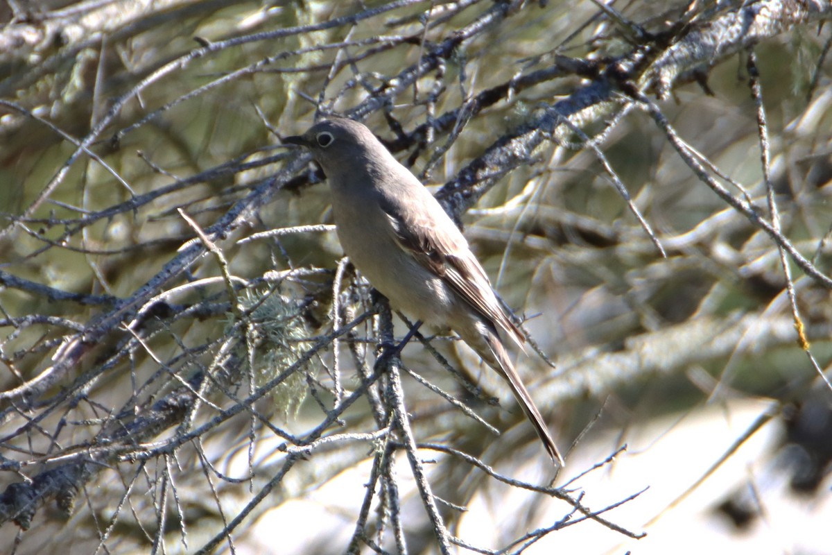 Townsend's Solitaire - ML617813230