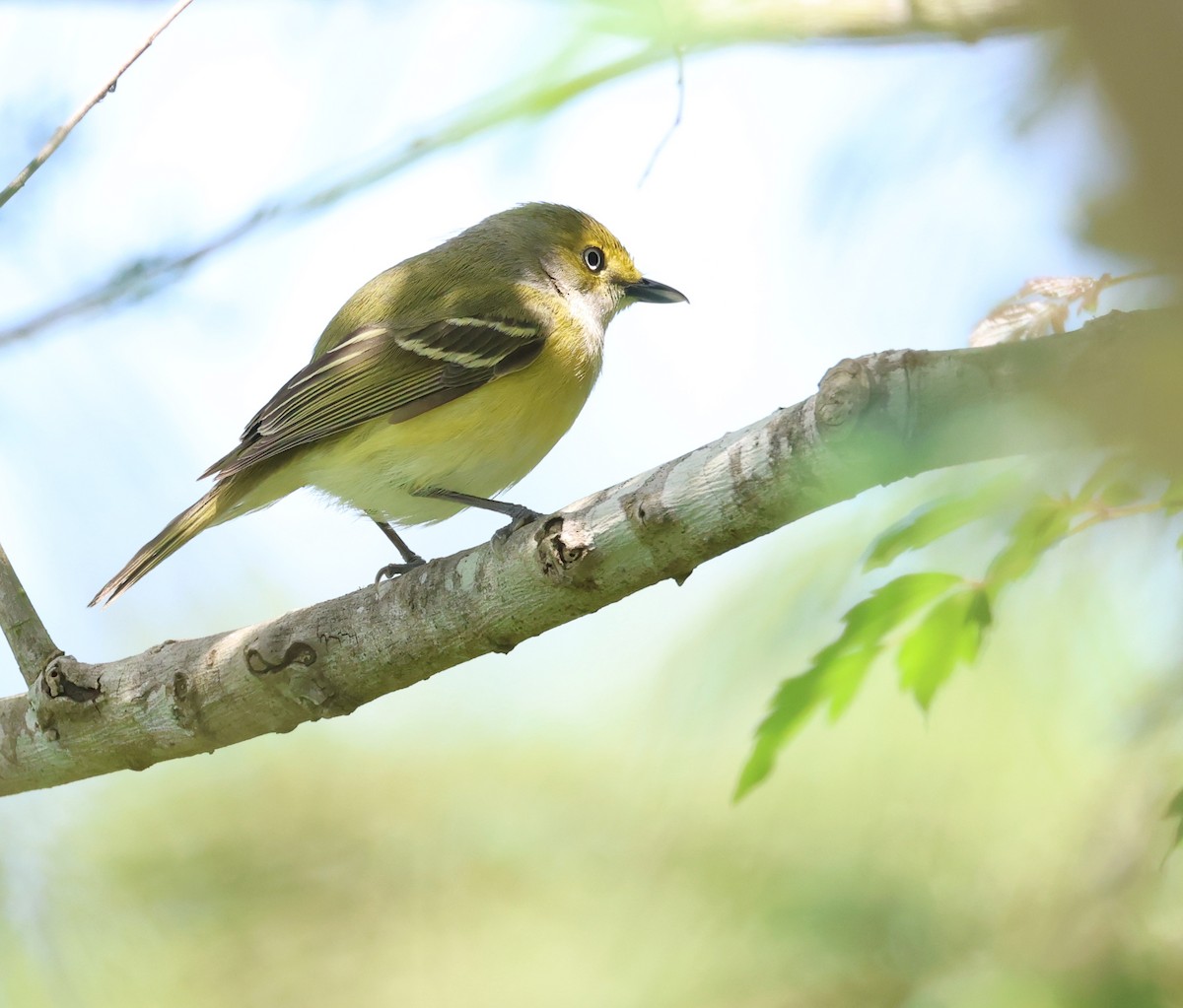 White-eyed Vireo - Andy Gee