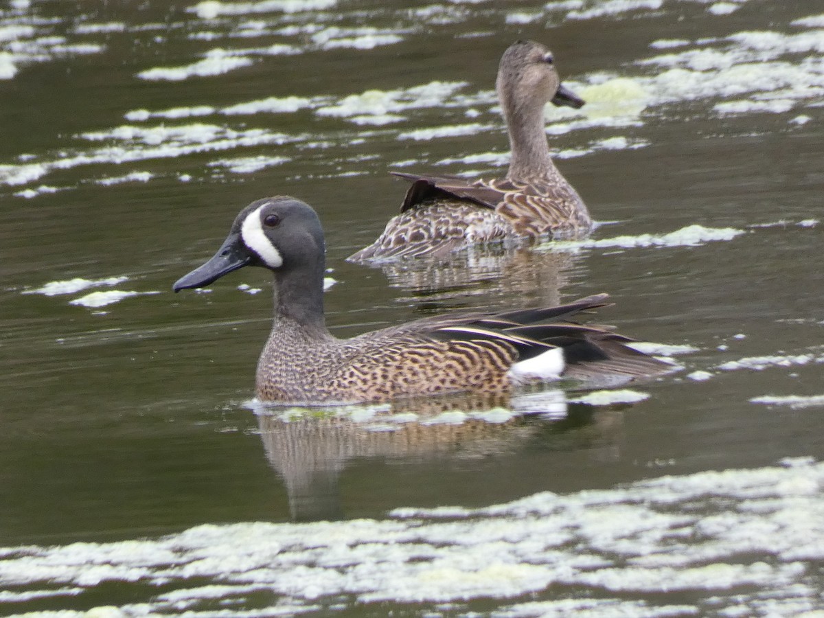 Blue-winged Teal - ML617813259