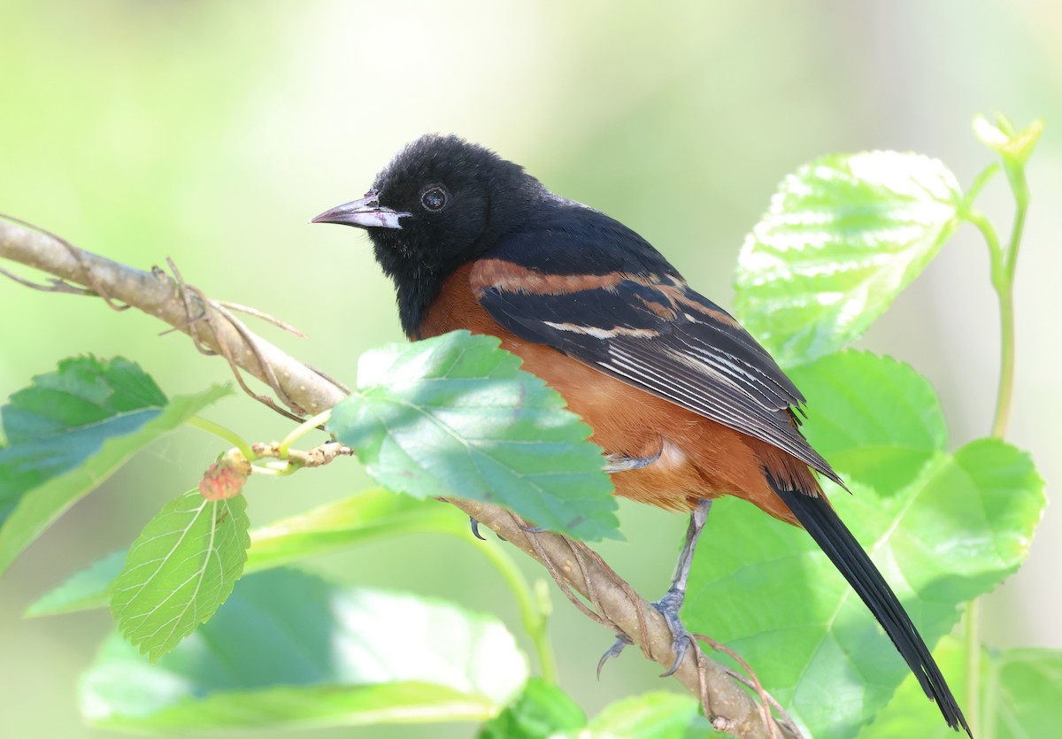 Orchard Oriole - ML617813263