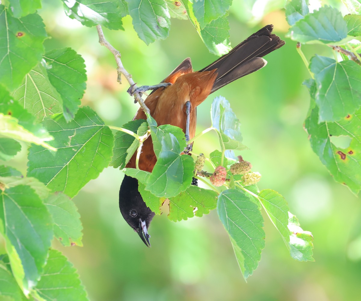 Orchard Oriole - ML617813264