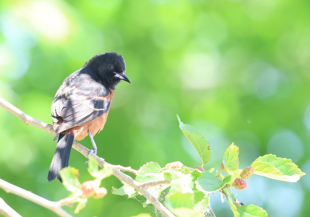 Orchard Oriole - Andy Gee