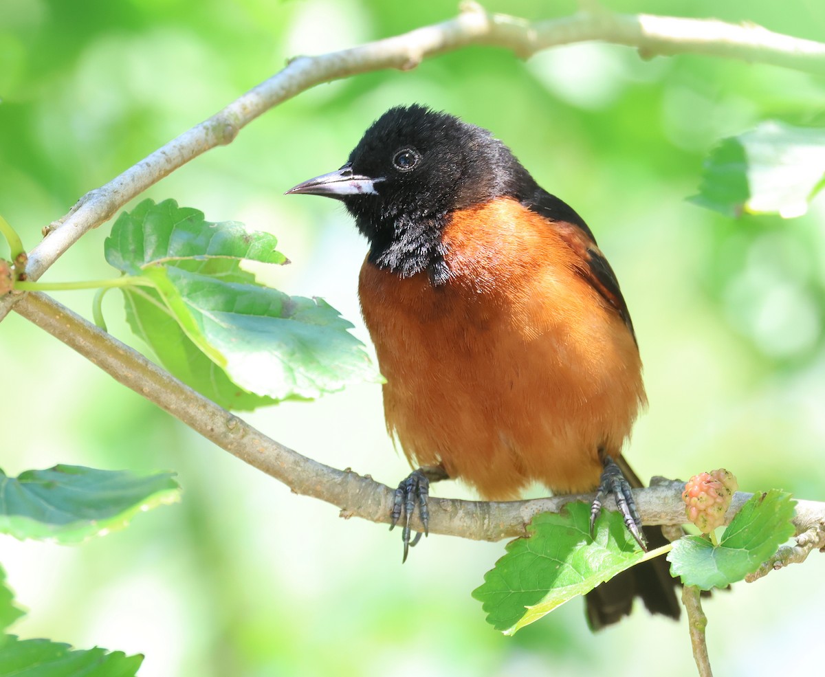 Orchard Oriole - ML617813266
