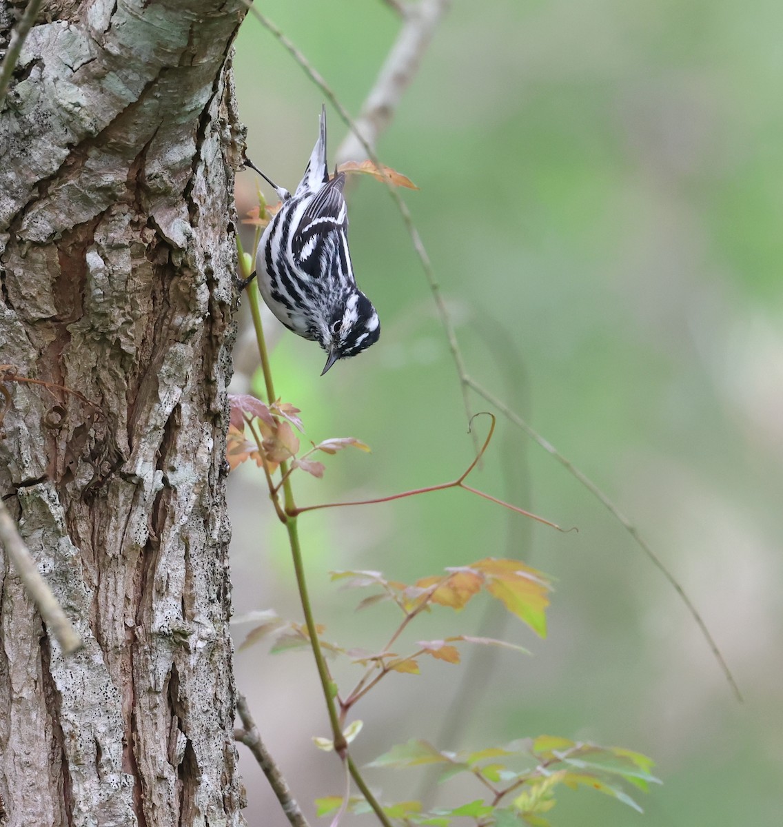 Black-and-white Warbler - ML617813268