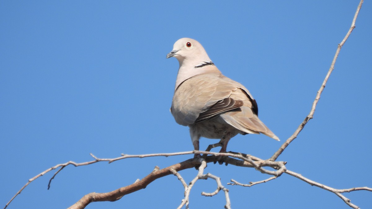 Eurasian Collared-Dove - ML617813270