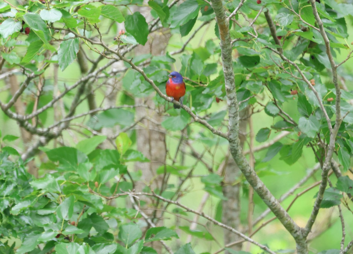Painted Bunting - ML617813275