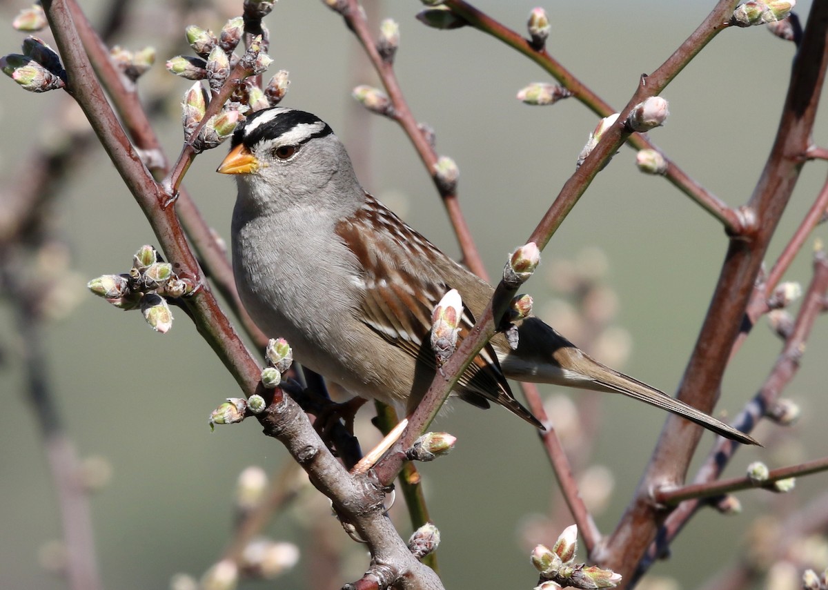White-crowned Sparrow (Gambel's) - ML617813312