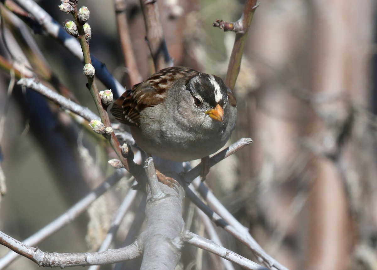 White-crowned Sparrow (Gambel's) - ML617813313