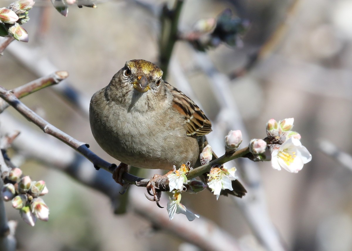Golden-crowned Sparrow - ML617813318