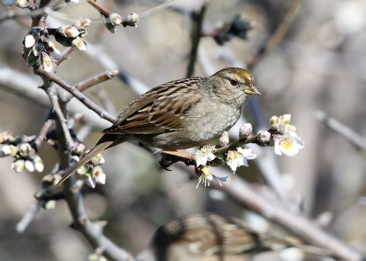 Golden-crowned Sparrow - ML617813319