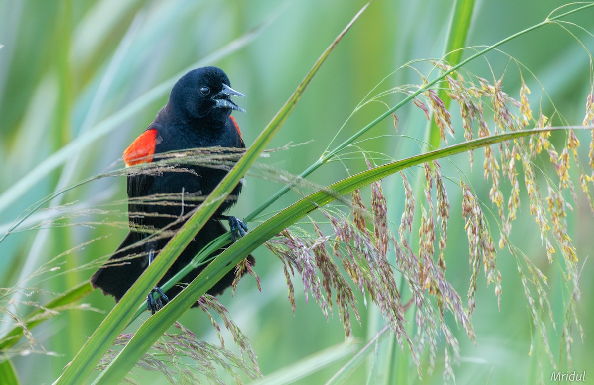 Red-winged Blackbird (Red-winged) - ML617813439