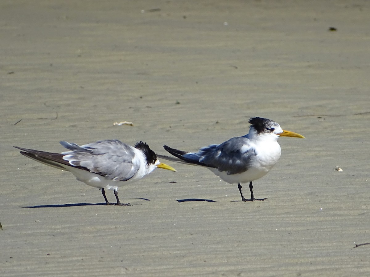 Great Crested Tern - ML617813469