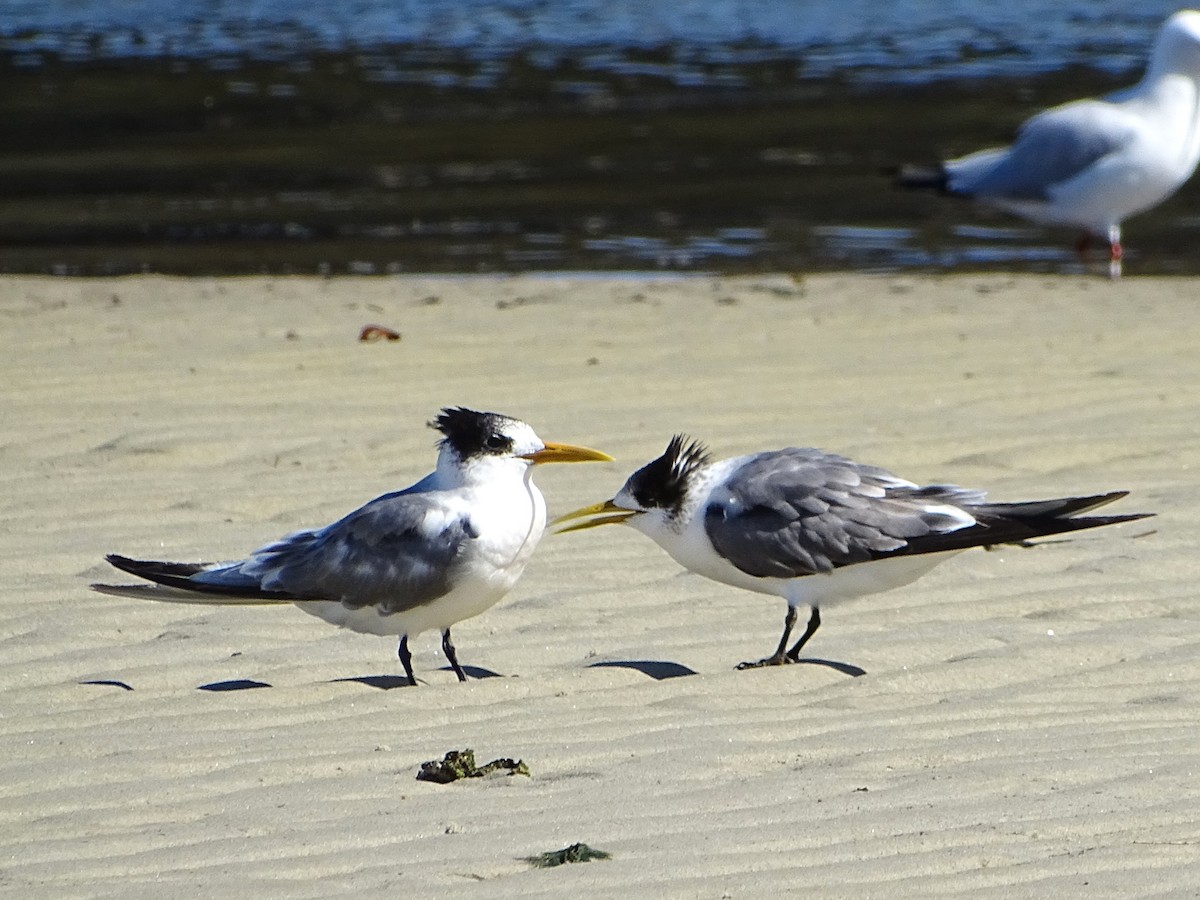 Great Crested Tern - ML617813471
