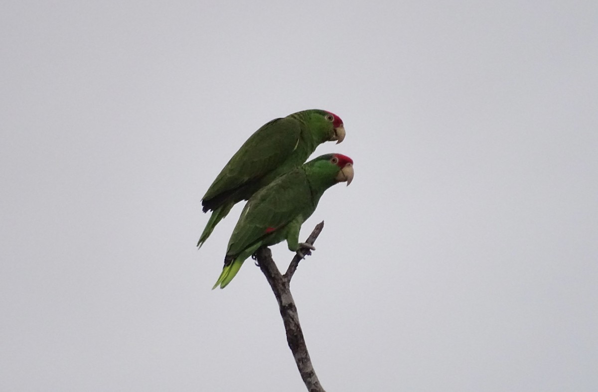 Red-crowned Parrot - ML617813486