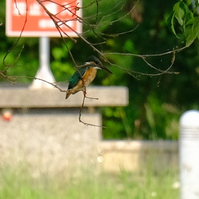 Common Kingfisher - ML617813556