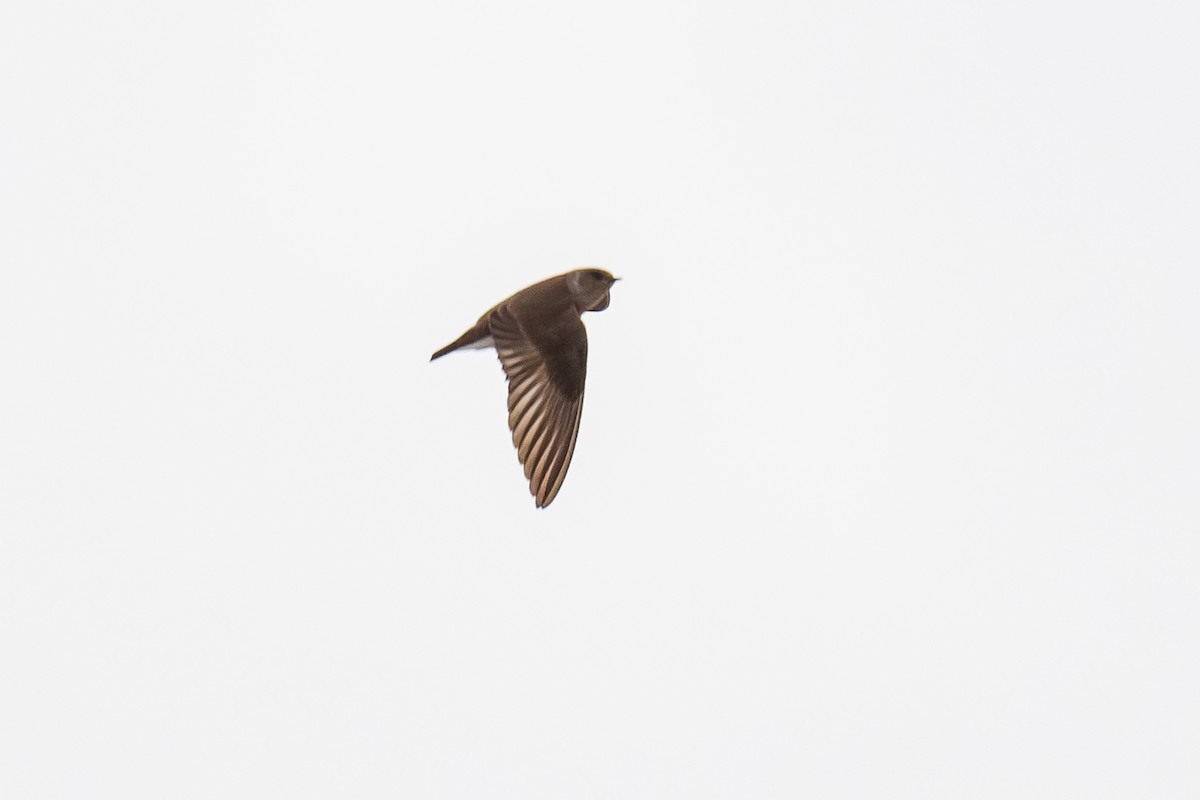 Northern Rough-winged Swallow - Robert Lussier