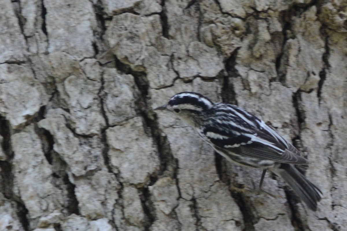 Black-and-white Warbler - ML617813577