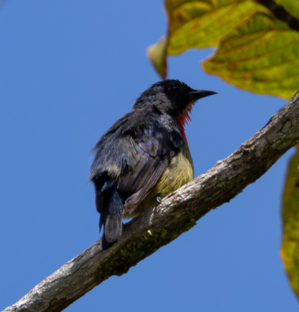 Black-sided Flowerpecker - ML617813589
