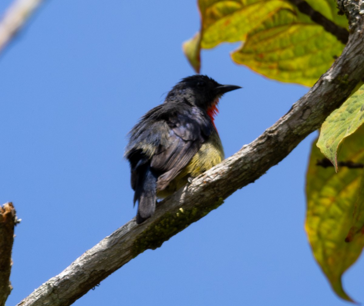 Black-sided Flowerpecker - ML617813595