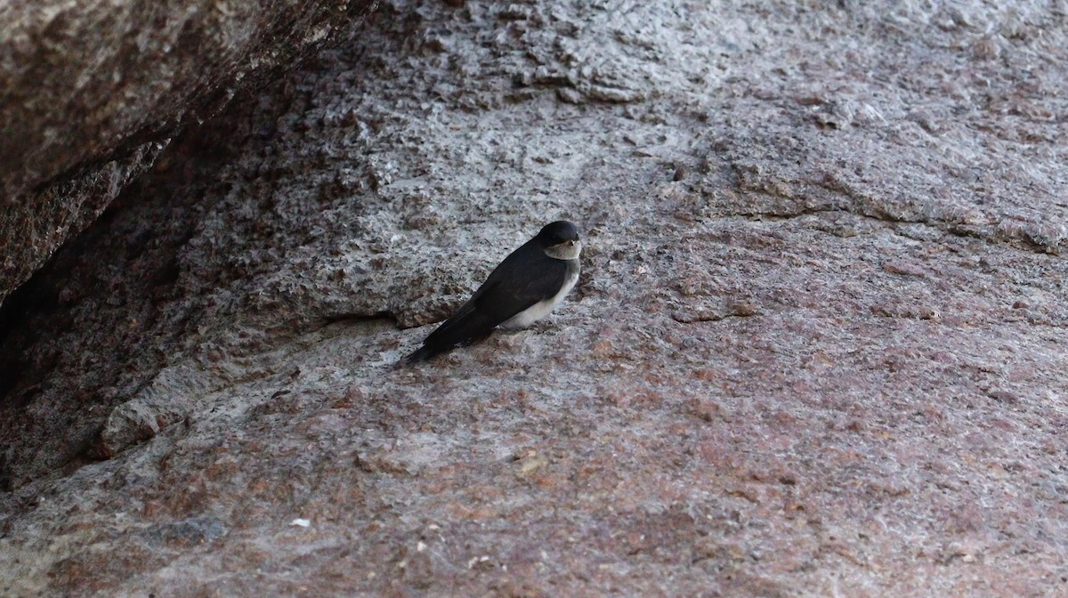 Black-collared Swallow - ML617813612