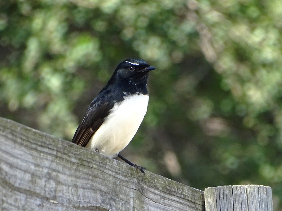 Willie-wagtail - ML617813615