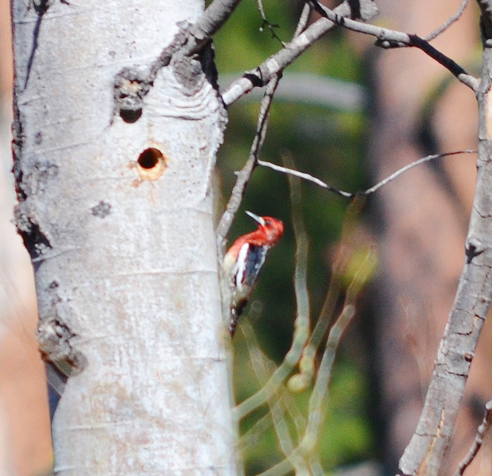 Red-breasted Sapsucker - ML617813668