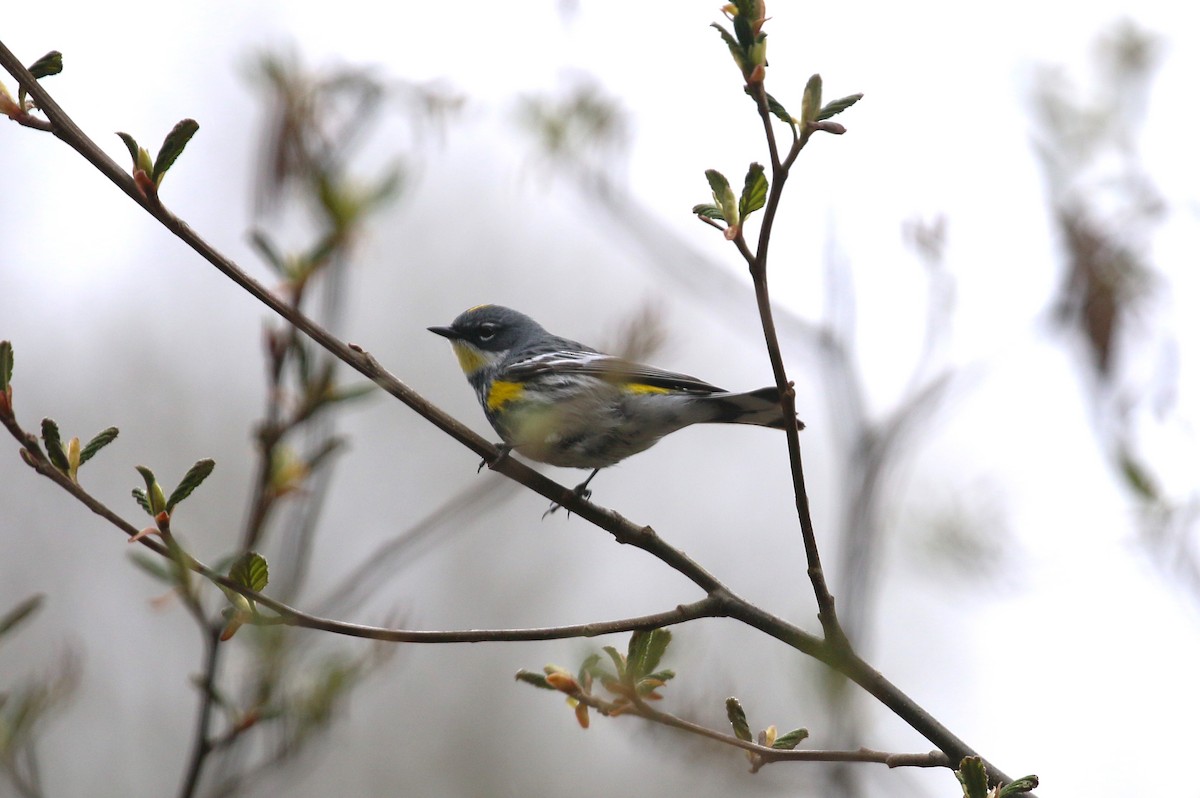 Yellow-rumped Warbler (Myrtle x Audubon's) - ML617813786