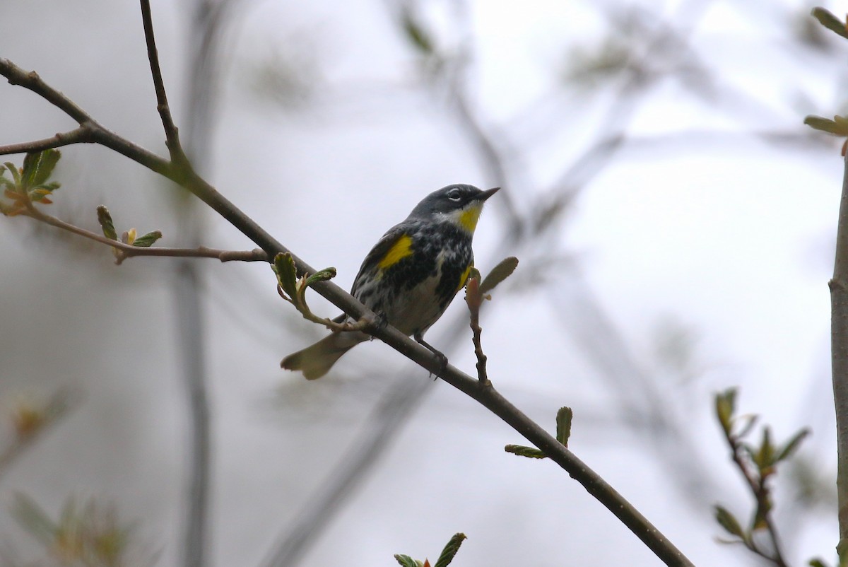 Yellow-rumped Warbler (Myrtle x Audubon's) - ML617813787