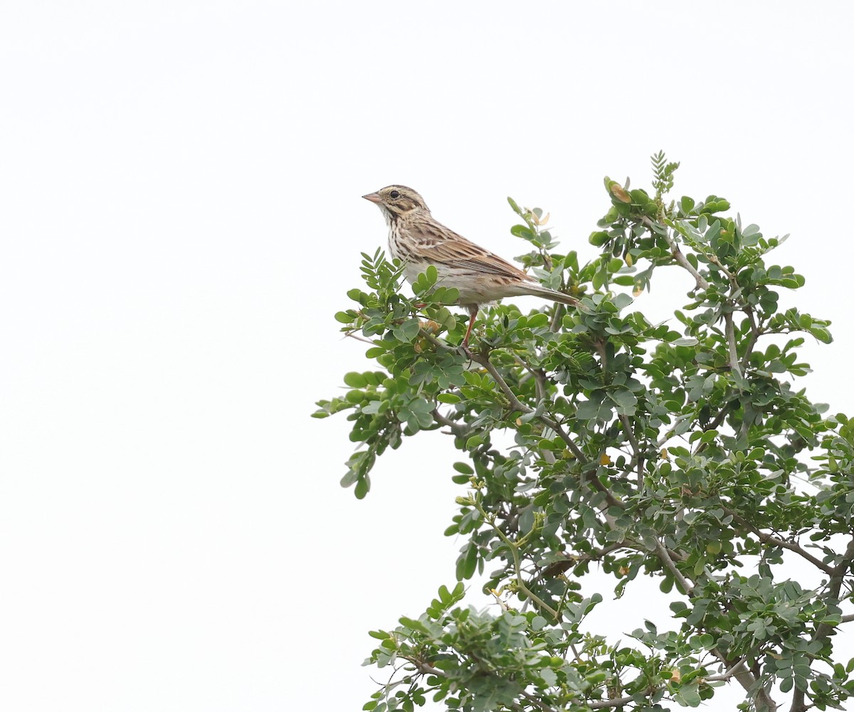 Savannah Sparrow - ML617813809